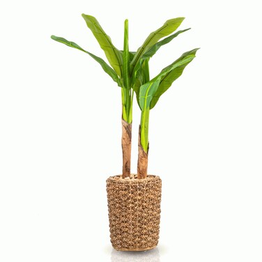 Banana tree, 3 branches, natural bark, 130 cm