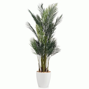 Green areca tree 150 cm