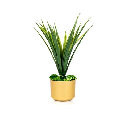 Alkadi cactus seedling, golden basin, 60 cm