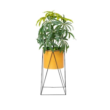 شتلة أراليا المسننة بحامل زرع ذهبي 120سم