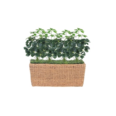 Schaefflera tree 100x90 cm