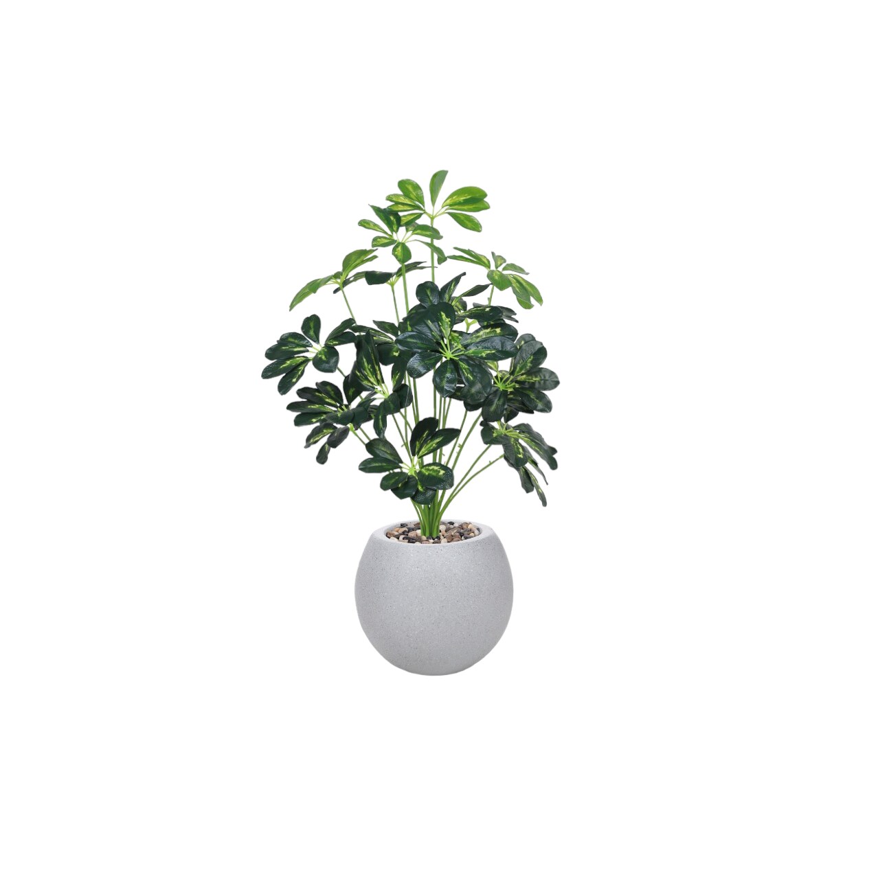 Buy Schaefflera tree 75 cm Online | Carrefour KSA