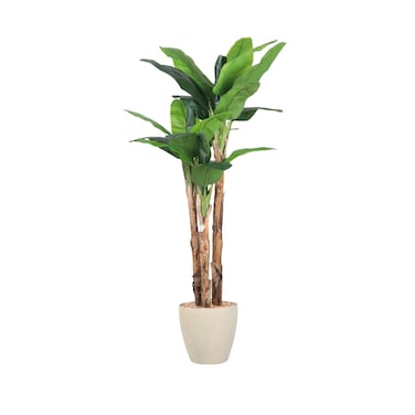 Banana leaf tree 240 cm