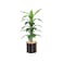 Corn leaf tree 120 cm