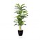 Giant modern areca palm black basin 200 cm