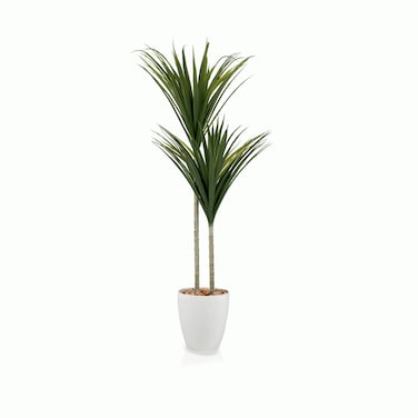 Dracaena cactus tree with two symmetrical branches, 130 cm