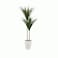 Dracaena cactus tree with two symmetrical branches, 130 cm