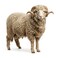 Odhia Romani Lamb Carcass Weight (Approx 20 TO 23 KG) - Eid Pre-Order