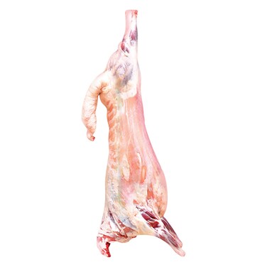 أضحية سواكني خروف