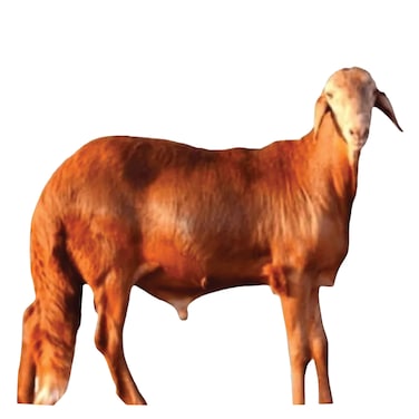 Odhia Sawakni Lamb Carcass Weight (Approx 17 TO 20 KG) - Eid Pre-Order