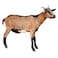 Odhia Local Goat Carcass Weight (Approx 10 TO 13 KG) - Eid Pre-Order