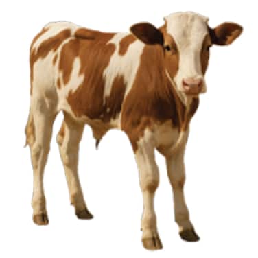 Odhia Local Veal Carcass Weight (Approx 150 TO 170 KG) - Eid Pre-Order