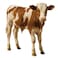 Odhia Local Veal Carcass Weight (Approx 150 TO 170 KG) - Eid Pre-Order