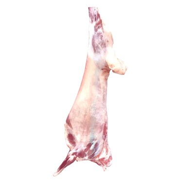 خروف كازاخستاني كامل