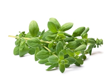 Fresh Marjoram Herb