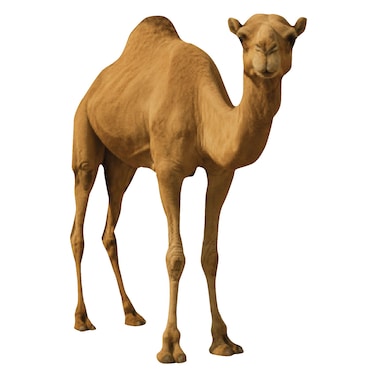 Odhia Local Camel Carcass Weight (Approx 140 TO 160 KG) - Eid Pre-Order
