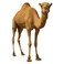 Odhia Local Camel Carcass Weight (Approx 140 TO 160 KG) - Eid Pre-Order