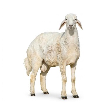 Odhia Hari Carcass Weight (Approx 15 TO 18 KG) - Eid Pre-Order