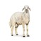 Odhia Hari Carcass Weight (Approx 15 TO 18 KG) - Eid Pre-Order