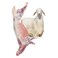 Odhia Hari Carcass Weight (Approx 15 TO 18 KG) - Eid Pre-Order
