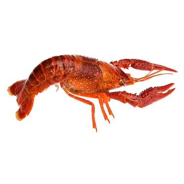Crayfish Live Dutch