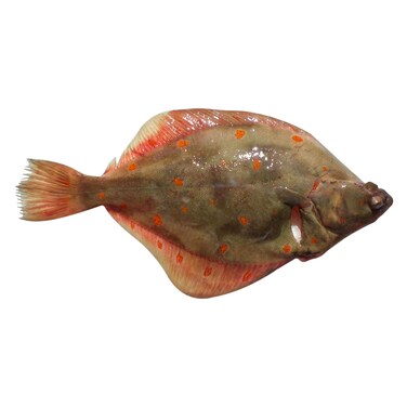 Whole Plaice Fish Fresh, 800+ Grams Per Fish