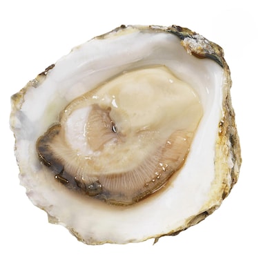 Dutch Oyster NR3, (One Piece)