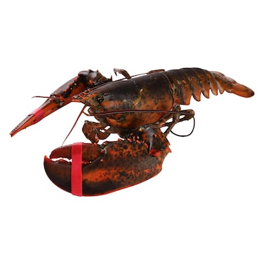 روبيان أمريكي حي 780-900