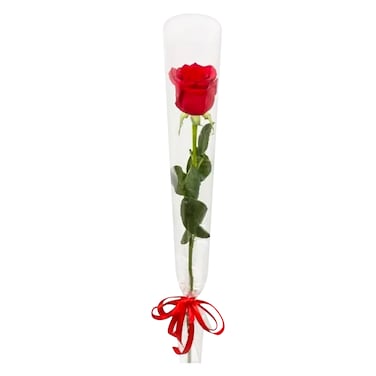 Red Rose With Sleeves