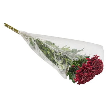 Chrysanthemum 6 Stems