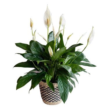 Peace Lily