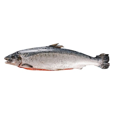 سلمون اسكتلندي 2-3 كج