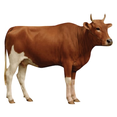 Odhia Local Cow Carcass Weight (Approx 270 TO 300 KG) - Eid Pre-Order