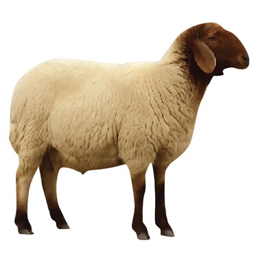Odhia Naimi Lamb Female Carcass Weight (Approx 20 TO 23 KG) - Eid Pre-Order