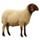 Odhia Naimi Lamb Female Carcass Weight (Approx 20 TO 23 KG) - Eid Pre-Order
