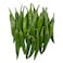 Green Chili &ndash; Per kg