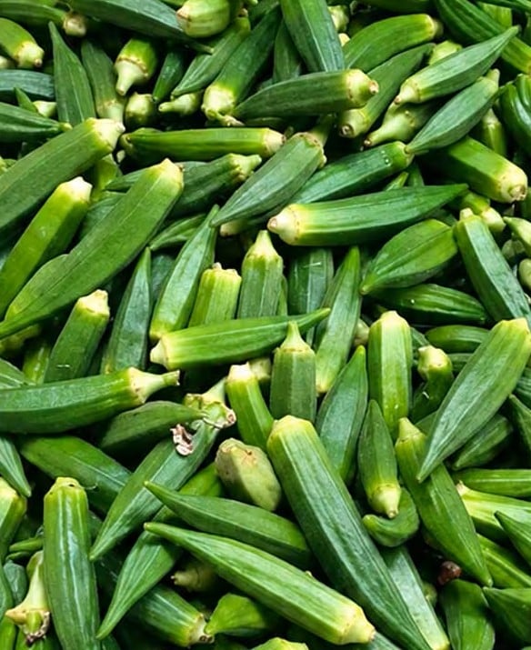 بامية – بالكيلو