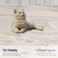 Lightweight Velvet Blanket, 350GSM, Double Size 260 x 240 cm, Extra Soft All Season Fleece Blanket, Bed And Sofa Blanket, Cream