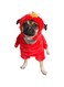 Pet Krewe Medium Elmo Costume - Sesame Street Elmo Dog Costume - Fits Small, Medium, Large and Extra Large Pets - Perfect for Halloween, Christmas Holiday, Parties, Photoshoots, Gifts for Dog Lovers
