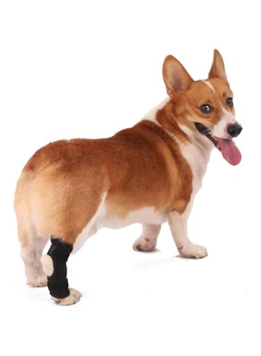 Dog Leg Braces for Back Legs, Canine Hock Brace for Rear Legs,Joint Warps Support Help Hind Legs Injuries Sprains Arthritis Torn (Black, M)