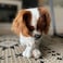 Nylabone Power Chew Bone Chicken Petite Nylon Chew &ndash; Durable Small Dog Chew Toy UAE