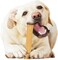 Nylabone Dura Chew Peanut Butter Giant &ndash; Long-Lasting Nylon Chew Bone for Large Dogs UAE