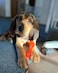 Nylabone Puppy Color-Changing Freezer Bone Lamb &amp; Apple Regular &ndash; Soothing Teething Toy UAE