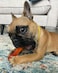 Nylabone Puppy Color-Changing Freezer Bone Lamb &amp; Apple Regular &ndash; Soothing Teething Toy UAE