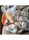 Natural shell Conch Deep sea shell, small transparent fish tank (fish tank accessories, deep sea shell *1 bag)