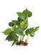 DIGIFLEX Artificial Fish Tank Aquarium Plant Ornament 20 cm