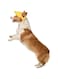 Dog Hat with Ear Holes, Dog Baseball Outdoor Cap, Adjustable Summer Travel Sport Hat for Small Medium Dogs (Yellow, M)