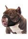 KASTWAVE Pitbull Muzzle, Soft Muzzle for American Bully Bulldog Boxers Rottweilers, Anti Fierce Barking Biting Chewing Muzzle for Grooming, Fabric Muzzle for Medium Large Short Snout Dog