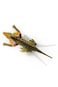 Terra RC Dilophosaurus Dinosaur AN2865Z