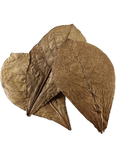 Hobby Aquarium,Catappa Leaves XL (12 Pcs)
